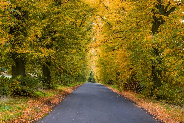 Autunno Vicolo Alberi Con Foglie Colorate Nel Parco — Foto Stock