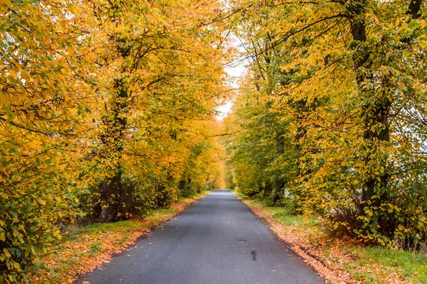 Autunno Vicolo Alberi Con Foglie Colorate Nel Parco — Foto Stock