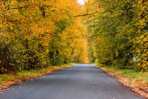 Jesienna Alejka Drzew Kolorowymi Liśćmi Parku — Zdjęcie stockowe