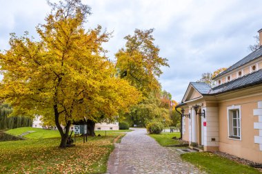 Parkta renkli yaprakları olan sonbahar ağaçları sokağı