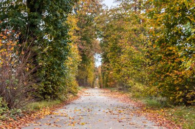 Parkta renkli yaprakları olan sonbahar ağaçları sokağı