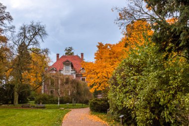 Parkta renkli yaprakları olan sonbahar ağaçları sokağı