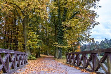Parkta renkli yaprakları olan sonbahar ağaçları sokağı
