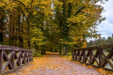 Parkta renkli yaprakları olan sonbahar ağaçları sokağı