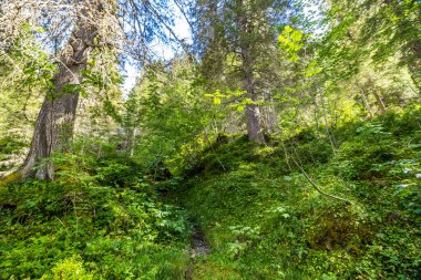 İsviçre 'deki Reichenbachtal vadisinde Rosenlaui buzulu.
