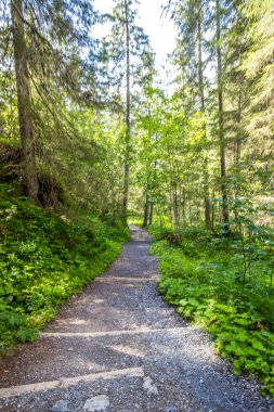 İsviçre 'deki Reichenbachtal vadisinde Rosenlaui buzulu.