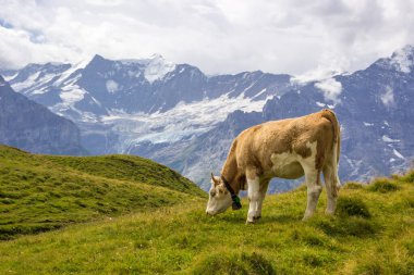 İsviçre Alplerinde güneşli bir günde dağlarda otlayan hayvanlar.
