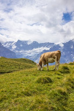İsviçre Alplerinde güneşli bir günde dağlarda otlayan hayvanlar.