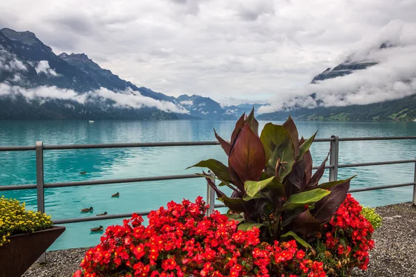 Flowers Lake Brienz Bernese Oberland Switzerland — Stock Photo, Image