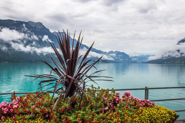 Flowers Lake Brienz Bernese Oberland Switzerland — Stock Photo, Image