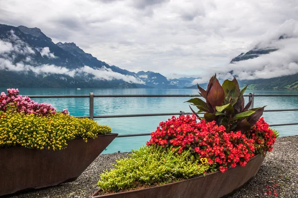 Flowers Lake Brienz Bernese Oberland Switzerland — Stock Photo, Image