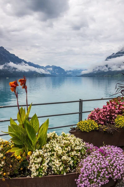 Flowers Lake Brienz Bernese Oberland Switzerland — Stock Photo, Image