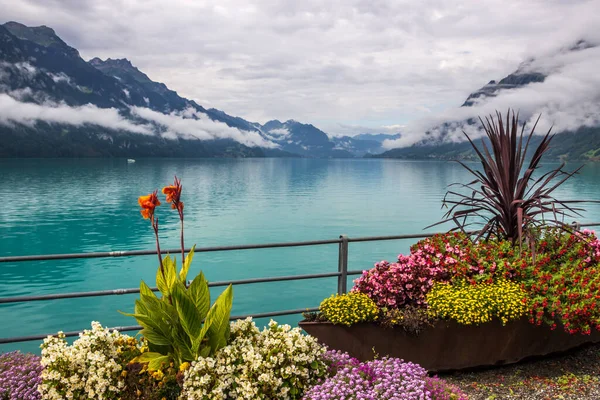 Flowers Lake Brienz Bernese Oberland Switzerland — Stock Photo, Image