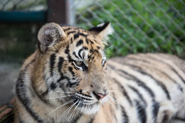 Royal Bengal Tigers in Tiger Kingdom — Stock fotografie
