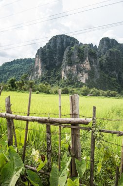 Vang Vieng Yeşil Ekili Alanlar