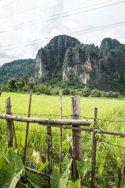 Vang Vieng Yeşil Ekili Alanlar