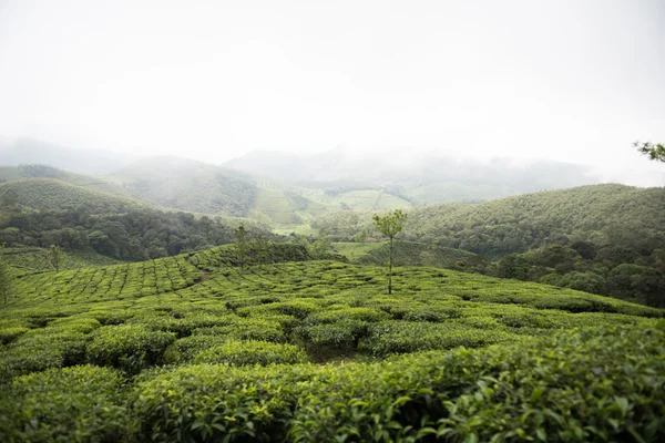 Hillscape en Kerala — Foto de Stock