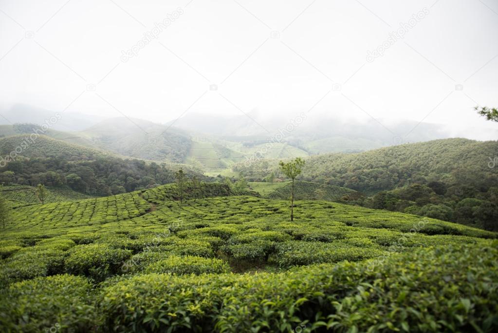 Hillscape in Kerala