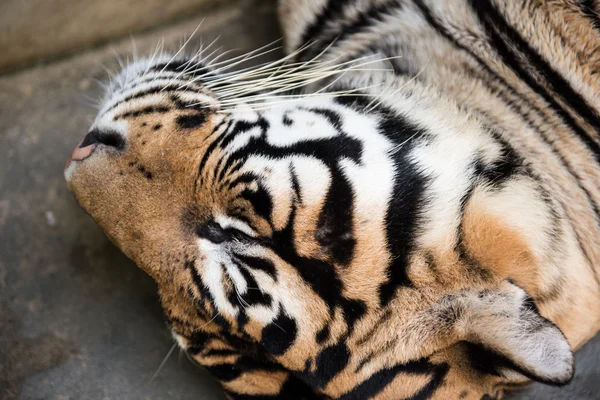 Tygr v hlubokém spánku — Stock fotografie