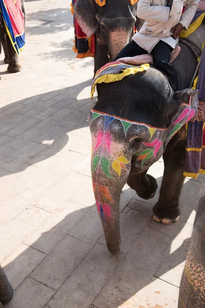 Exotische olifant rijden — Stockfoto