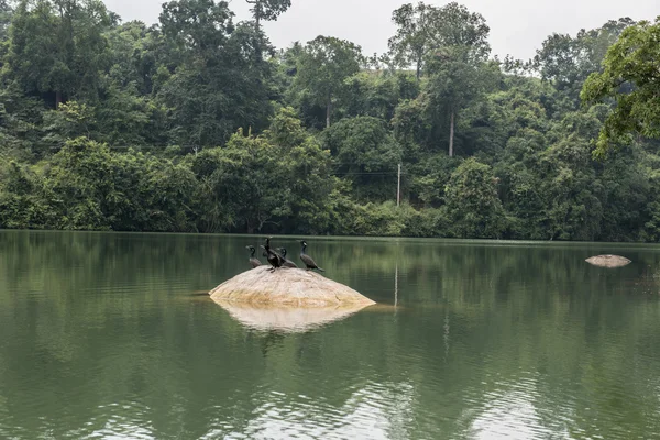 Neyyar Sanctuary Birds — Stock Photo, Image