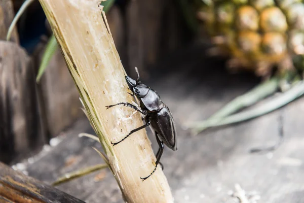 Picture of an Insect — Stock Photo, Image