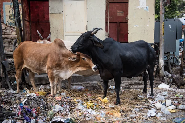 Kühe fressen auf der Straße — Stockfoto