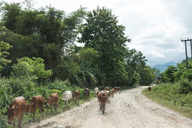 Yolun aşağısına bakan inek