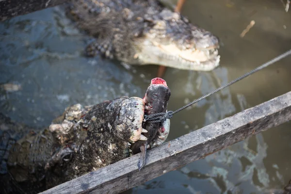 Крокодил Годування на рибі — стокове фото