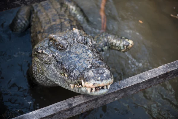 Crocodile Park in Siem Reap — стокове фото