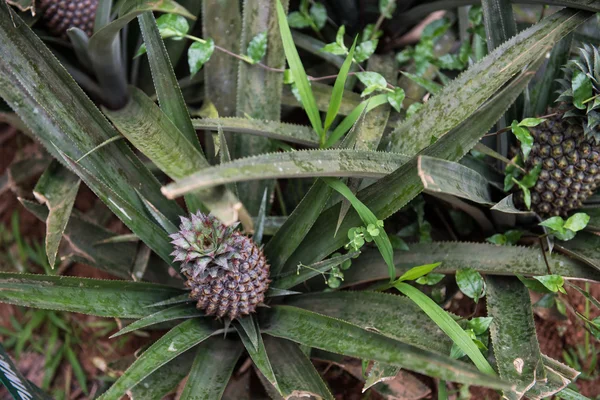 Ananas Ferma w Spice Garden — Zdjęcie stockowe