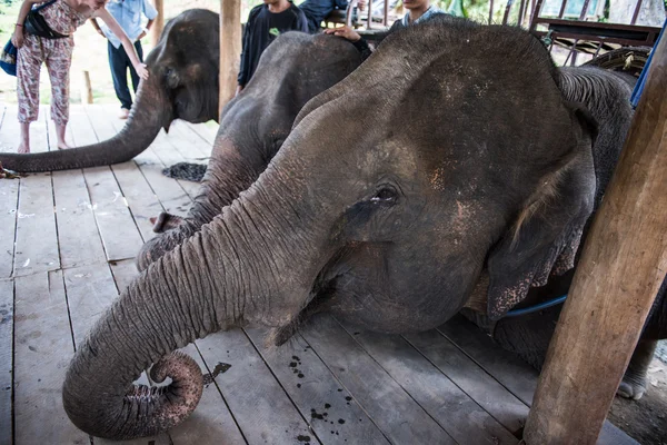 Touristen besuchen Elefanten — Stockfoto