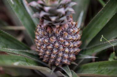 Ananas Meyve Yetiştiriciliği