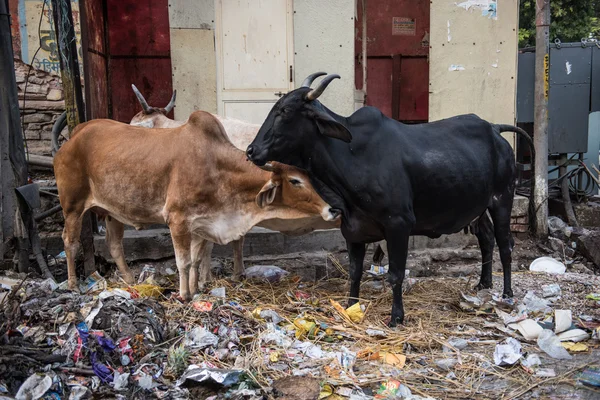 Kühe streunen auf der Straße — Stockfoto