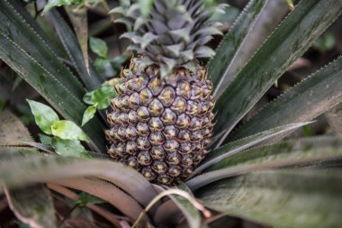 Baharat Bahçesinde Ananas Ağacı