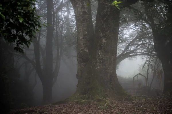 美丽的埃拉维库兰森林 — 图库照片