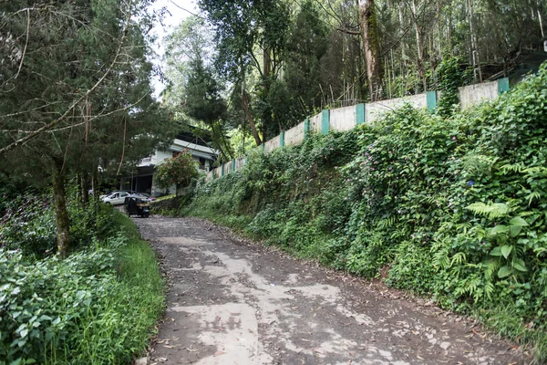 Schlammstraße durch Wald — Stockfoto