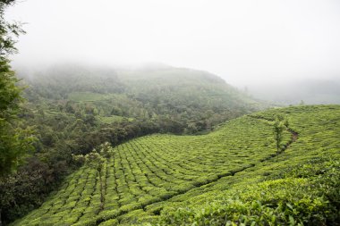 Kerala'da Dağlık Manzara