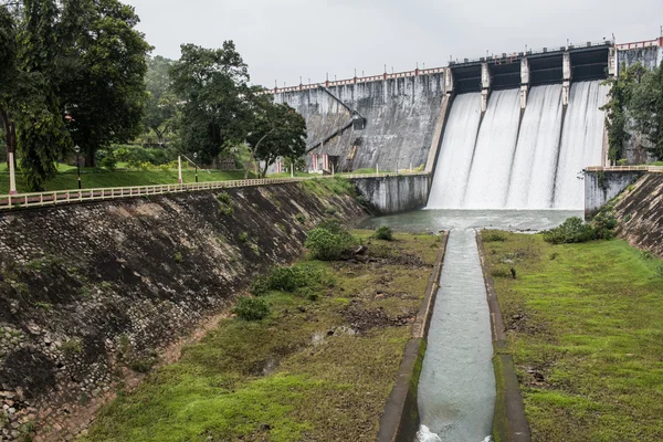 Neyyar Barajı İçindeki Yeşillikler