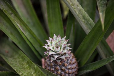 Yemyeşil yeşil ananas ağaç