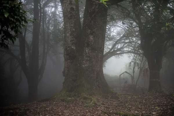 Nebeltag im Wald — Stockfoto