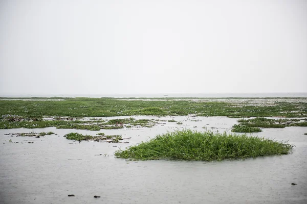 빔바나드 호수의 물 식물 — 스톡 사진