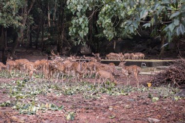 Güzel geyik sürüsü