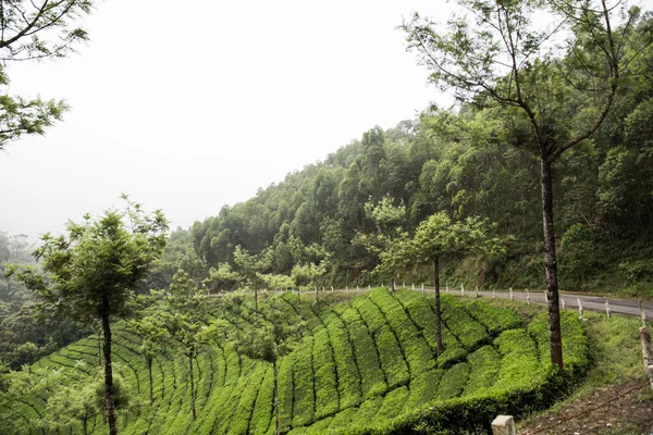 국립공원의 산악 도로 — 스톡 사진