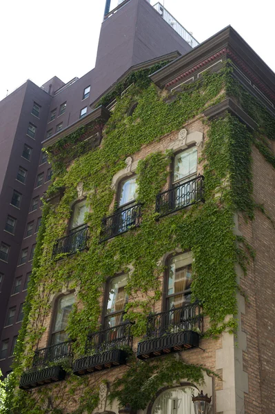 Vines on Old Architectured Building — Stok Foto