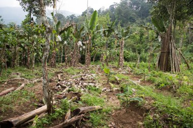 Baharat bahçesinde muz ağacı