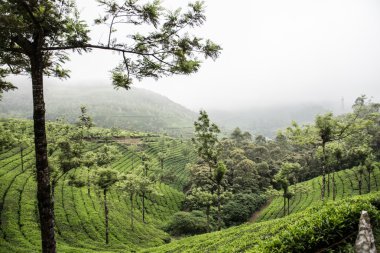Kerala'daki Birinci Milli Park