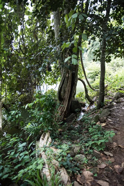 Banyan Baum am Flussufer — Stockfoto