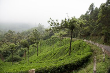 Tepenin yamaçlarında Eravikulam Milli Parkı'nda