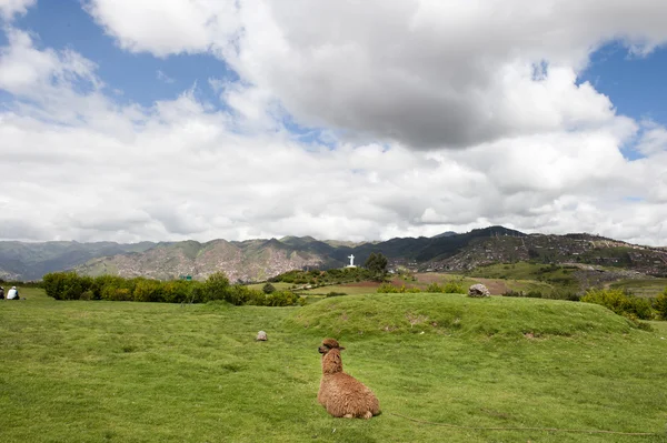 Alpaga assis à un champ — Photo